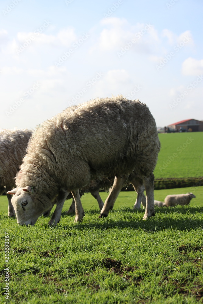 sheeps in the meadows of polder Wilde Veenen in Moerkapelle the Netherlands. sheeps in the meadows of polder Wilde Veenen in Moerkapelle the Netherlands.