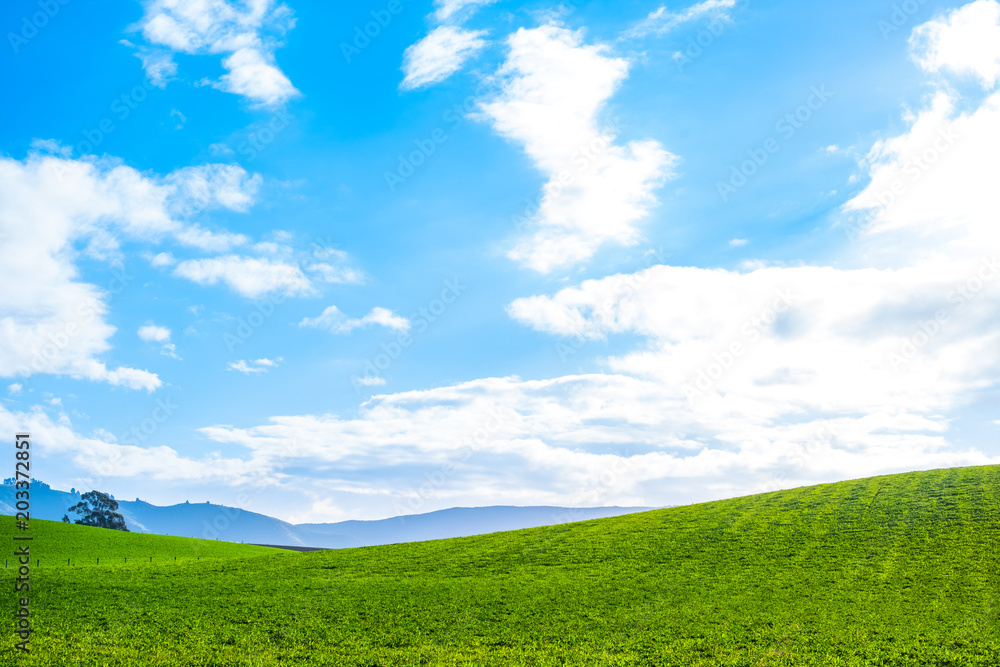 Obraz premium Stunning scene Cloudy and blue sky with green grassland. New Zealand agriculture in the rural area.