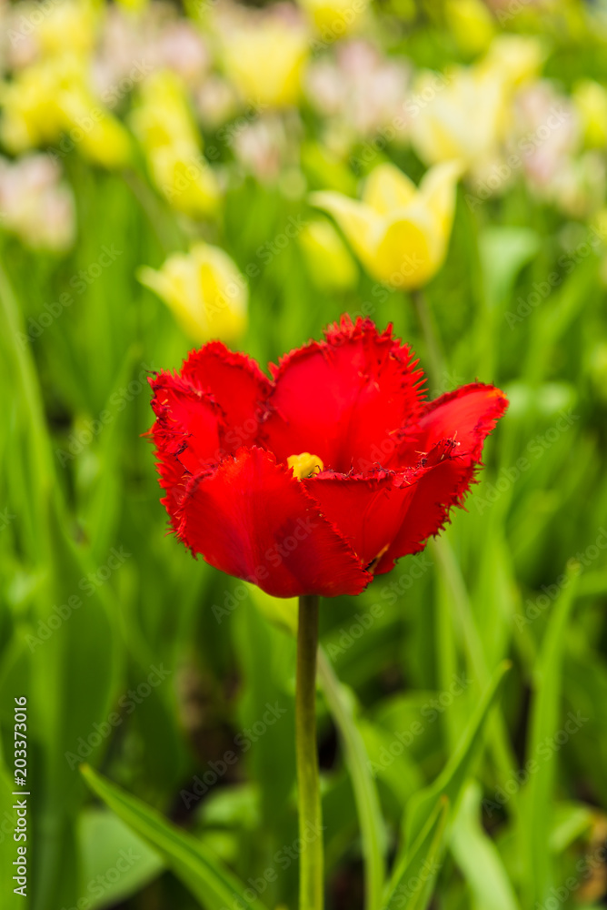 One red tulip on a field with yellow flowers - the concept of individuality