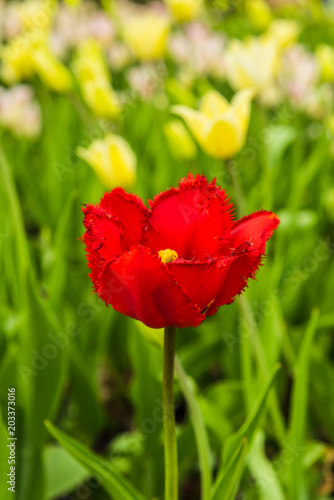One red tulip on a field with yellow flowers - the concept of individuality