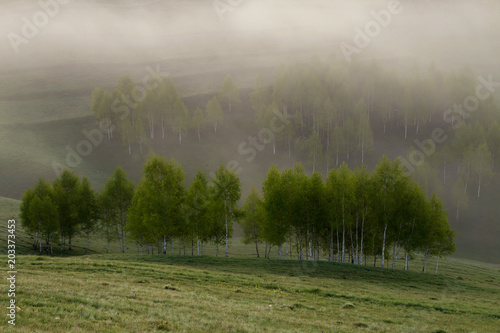 Spring foggy morning with trees on hills in Apuseni Mountains, Romania