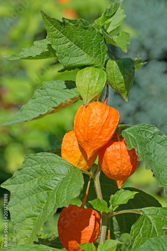 Lampionblume, Physalis alkekengi photo