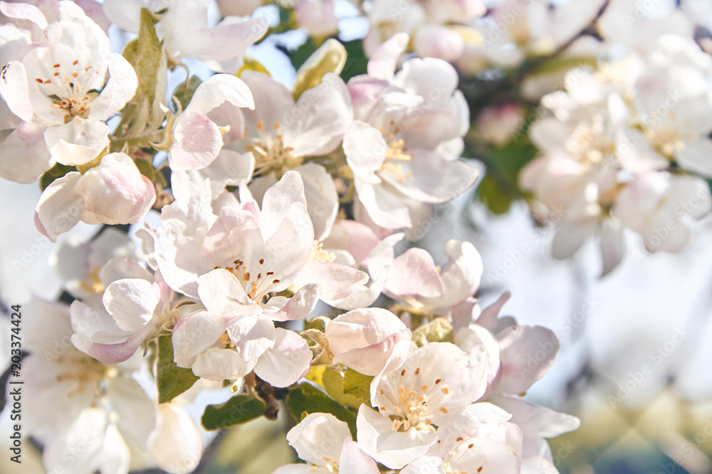 Fototapeta premium Blooming apple tree in the rays of sunlight