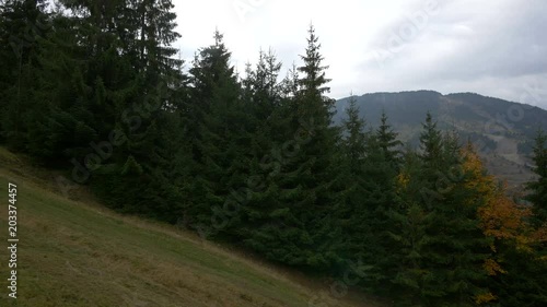 Wallpaper Mural A forest on a mountain Torontodigital.ca