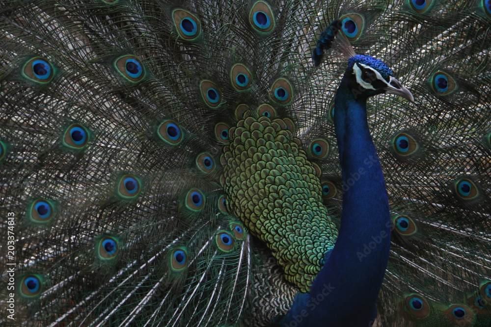 Obraz premium Dancing Peacock