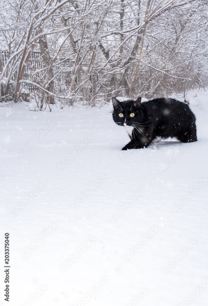 Black and white cat standing in deep snow and looking at camera during snowfall. Black and white cat standing in deep snow and looking at camera during snowfall.