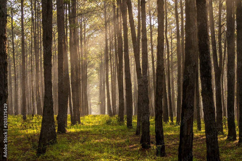 Rays in pine forest Dalat- LamDong - Vietnam Rays in pine forest Dalat- LamDong - Vietnam