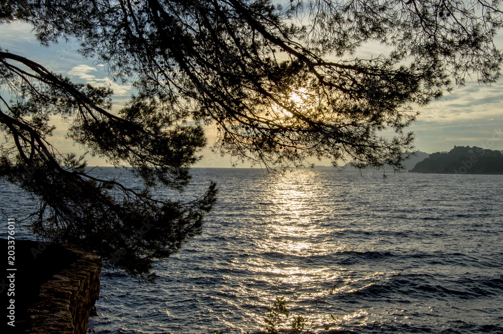 view of the sea sunset through coniferous branches view of the sea sunset through coniferous branches