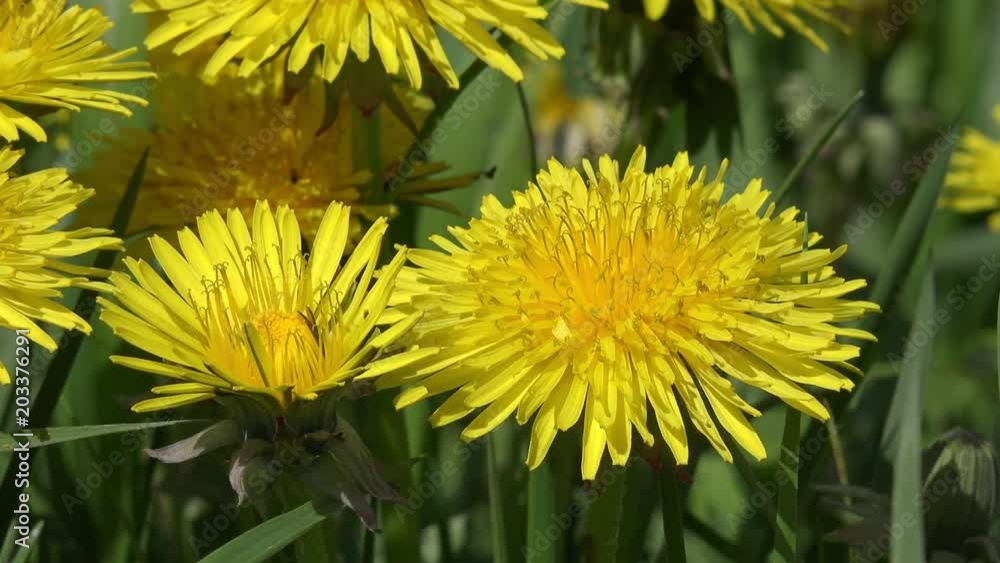 yellow dandelion in the nature yellow dandelion in the nature