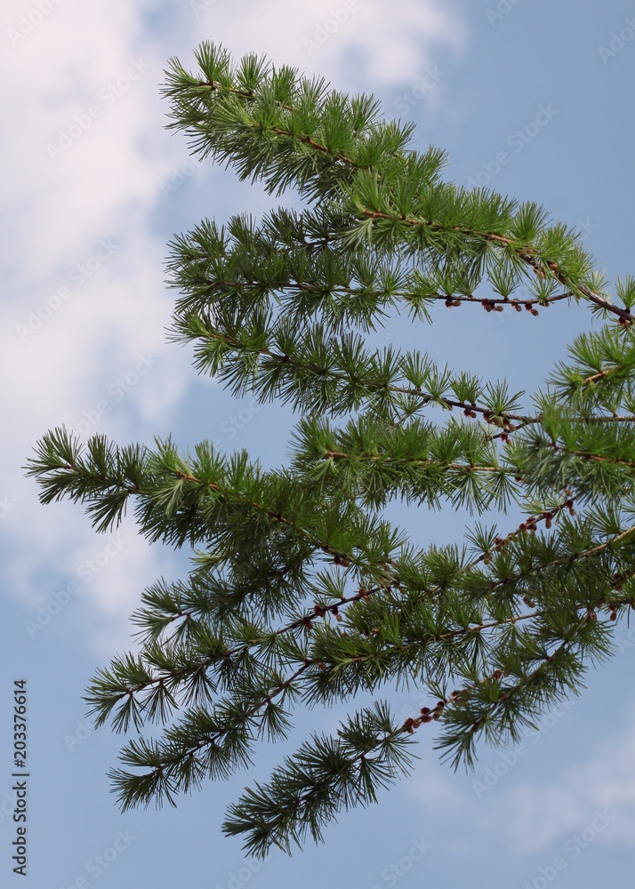 larch tree with green needles larch tree with green needles