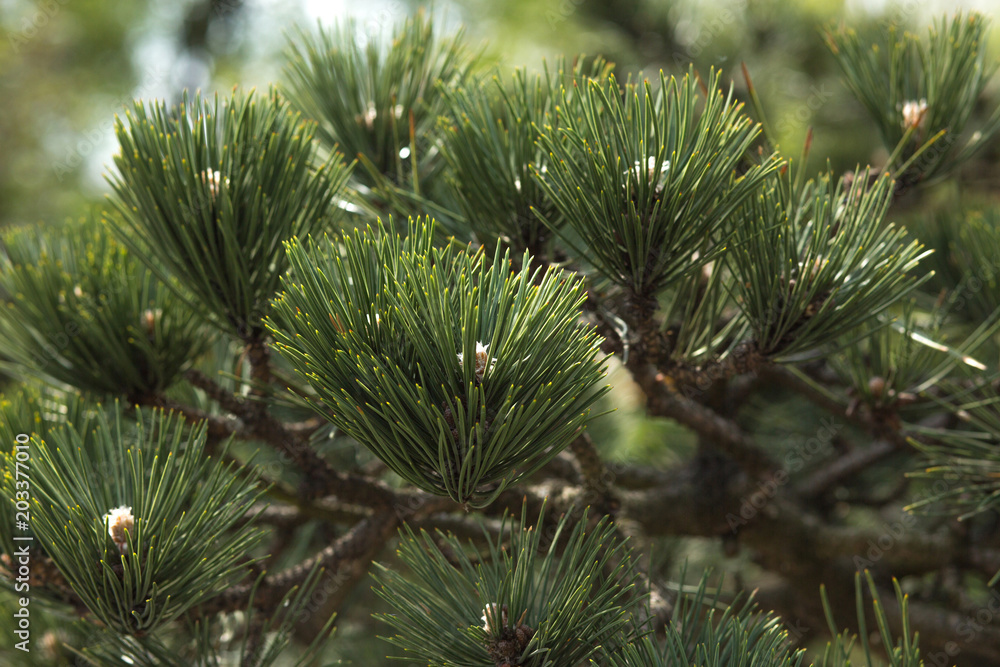 Closeup fragment of japanese pine at the city park Closeup fragment of japanese pine at the city park