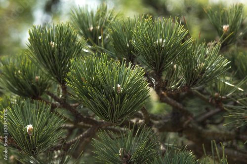 Closeup fragment of japanese pine at the city park