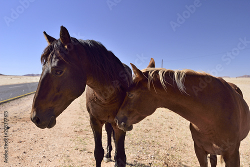 Die wilde Pferde von Garub © Anne