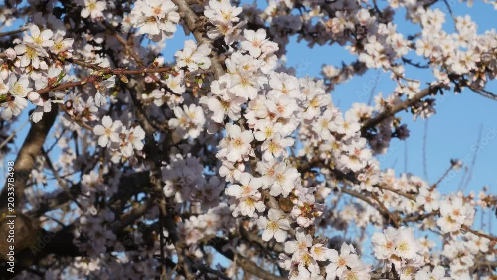 Flowering of almond flowers in the spring time on the plantation Flowering of almond flowers in the spring time on the plantation