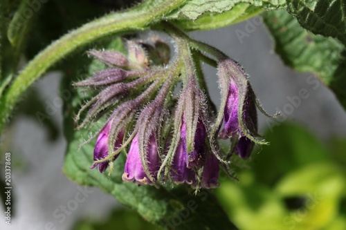 comfrey herb with buds of lila flowers