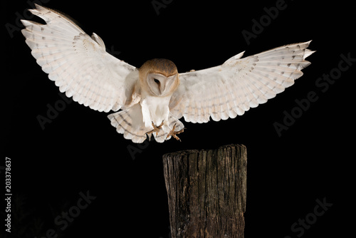 Barn Owl, in flight of perching on a trunk with open wings, black background, Tyto alba