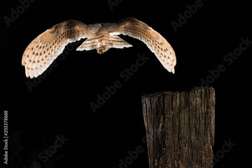 Barn Owl, in flight on his back, black background, Tyto alba
