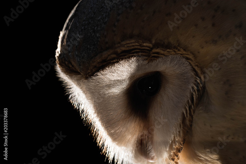 Barn Owl, portrait, black background, Tyto alba