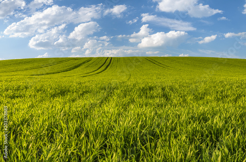 panorama of spring rural landscape. Green fields of young grain and green trees in the field