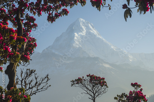 Dhaulagiri mountain in the frame of red rhododendrons photo