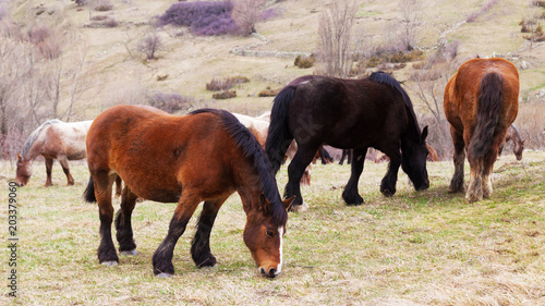Wallpaper Mural chevaux de trait en liberté Torontodigital.ca
