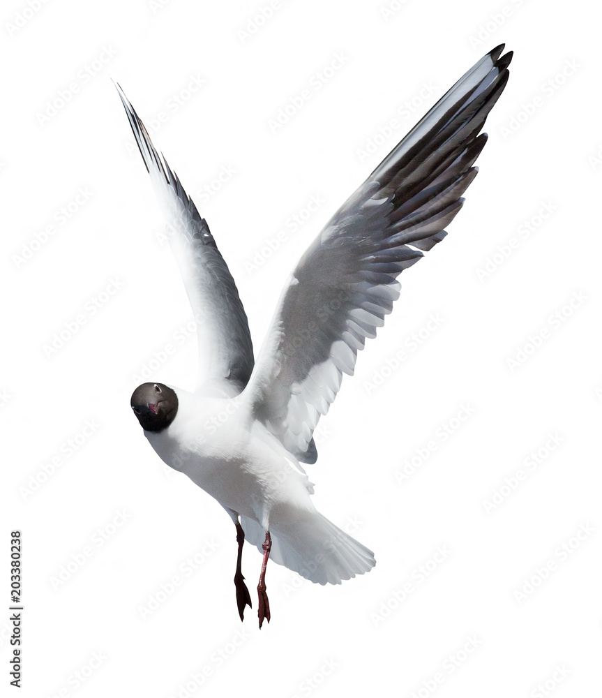 Obraz premium small flying black headed gull on white