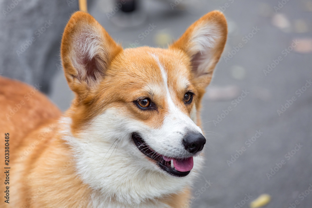 Portrait the dog of Welsh Corgi. Portrait the dog of Welsh Corgi.
