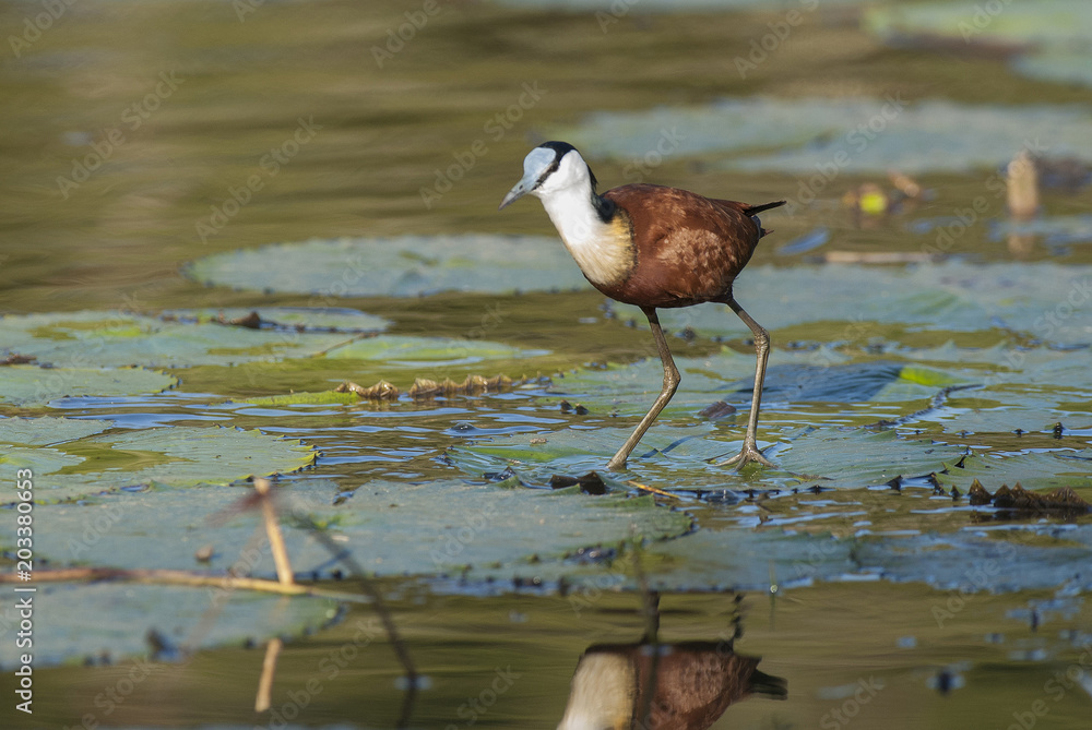 Actophilornis africana, African jacana, Aquatic, Actophilornis africana, African jacana, Aquatic,