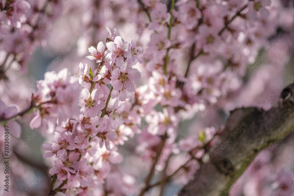 Apricot Blossom in Wachau in Lower Austria 