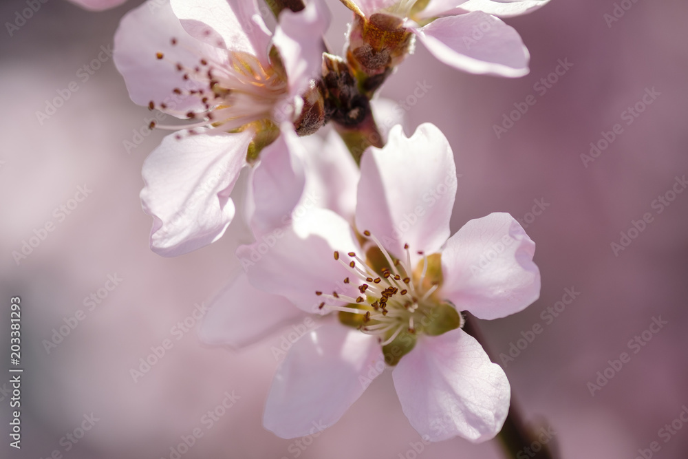 Apricot Blossom in Wachau in Lower Austria Apricot Blossom in Wachau in Lower Austria