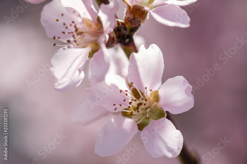 Apricot Blossom in Wachau in Lower Austria 