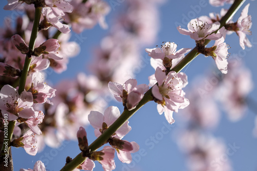 Apricot Blossom in Wachau in Lower Austria 