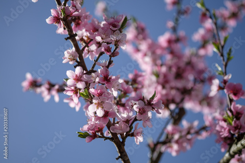 Apricot Blossom in Wachau in Lower Austria 