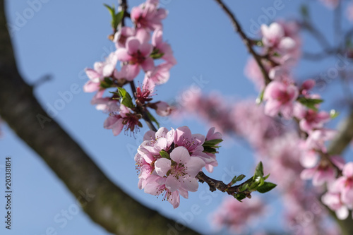 Apricot Blossom in Wachau in Lower Austria 