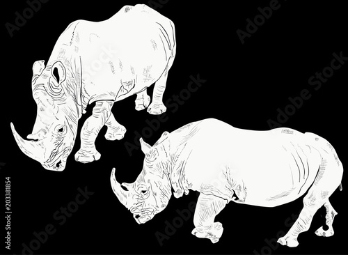 two white rhinoceroses isolated on black