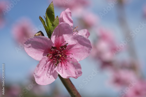 Apricot Blossom in Wachau in Lower Austria 