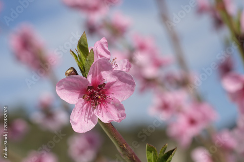 Apricot Blossom in Wachau in Lower Austria 