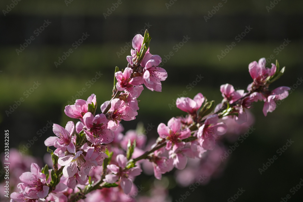 Apricot Blossom in Wachau in Lower Austria Apricot Blossom in Wachau in Lower Austria