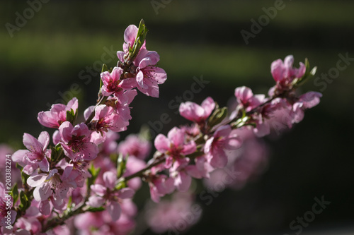 Apricot Blossom in Wachau in Lower Austria 