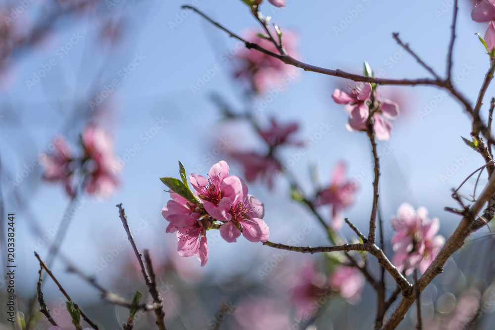 Apricot Blossom in Wachau in Lower Austria Apricot Blossom in Wachau in Lower Austria