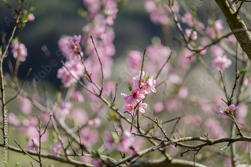 Apricot Blossom in Wachau in Lower Austria 