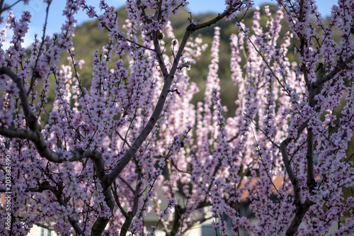 Apricot Blossom in Wachau in Lower Austria 