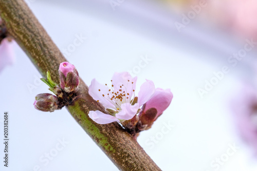 Apricot Blossom in Wachau in Lower Austria 