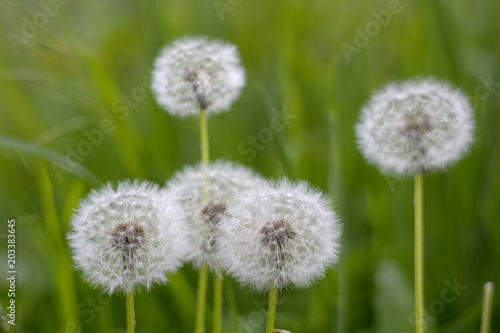 L  wenzahnsamen  Pusteblume