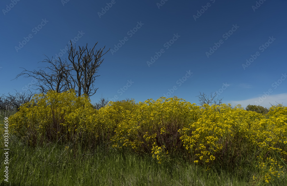 Spring season landscape, La Pampa