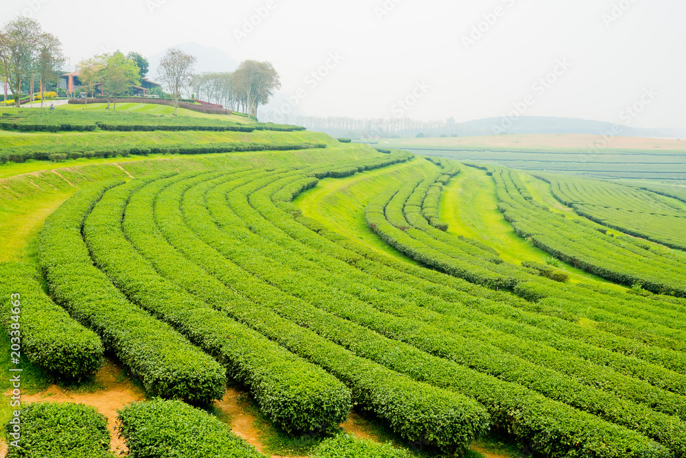 Tea Plantation, Oolong tea farm, green landscape background, green leaf