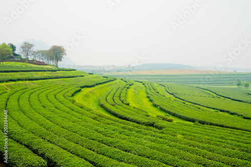 Tea Plantation, Oolong tea farm, green landscape background, green leaf