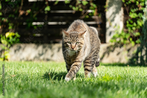 Domestic Cat Defending Its Territory © Bogdan Dumitru