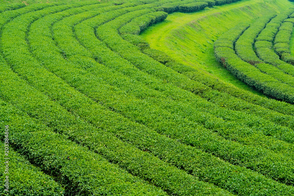 Tea Plantation, Oolong tea farm, green landscape background, green leaf