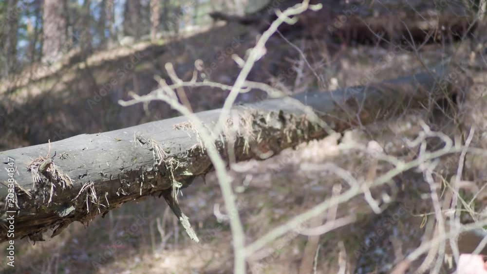 Senior lumberjack cutting tree with axe in the forest. Senior lumberjack cutting tree with axe in the forest.